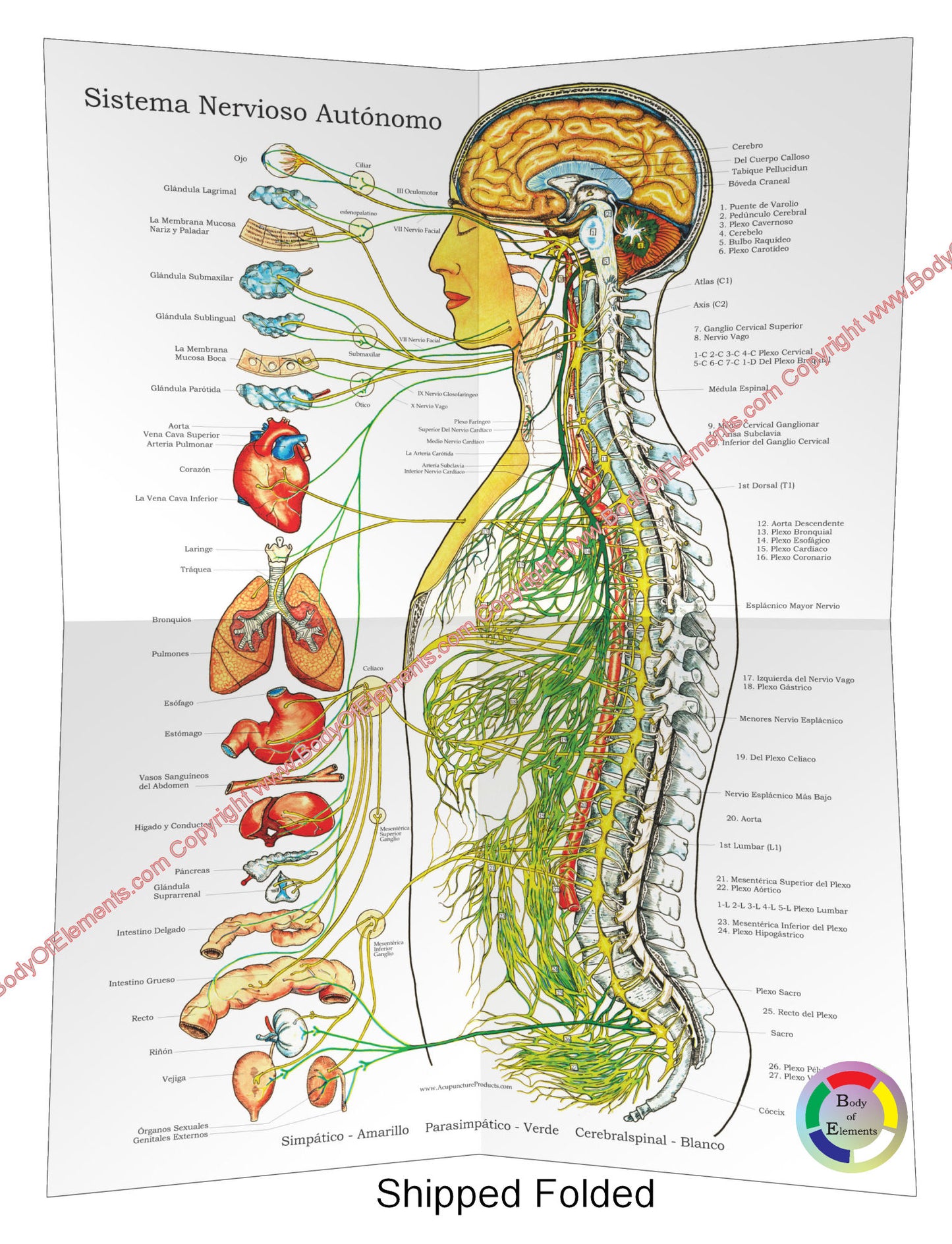 Autonomic Nervous System Poster 18 X 24 Folded