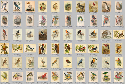 Bird Vintage Illustrations Ephemera Digital Print Download