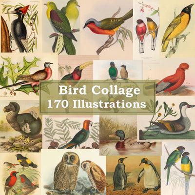 Bird Vintage Illustrations Ephemera Digital Print Download