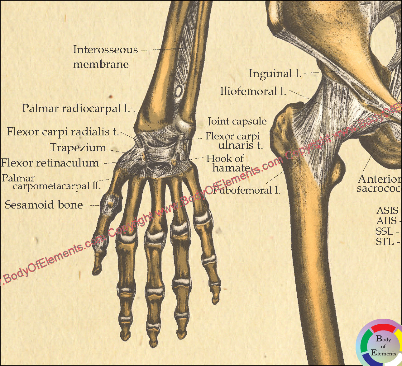 Bones of the wrist and hand chart