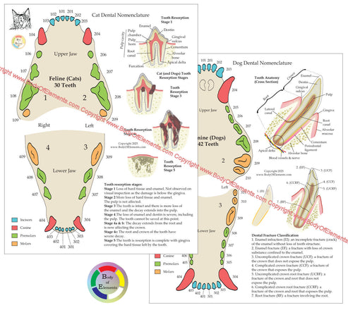 Cat Tooth Roots Names Dog and Cat Veterinary Tooth Nomenclature Chart – Body of Elements
