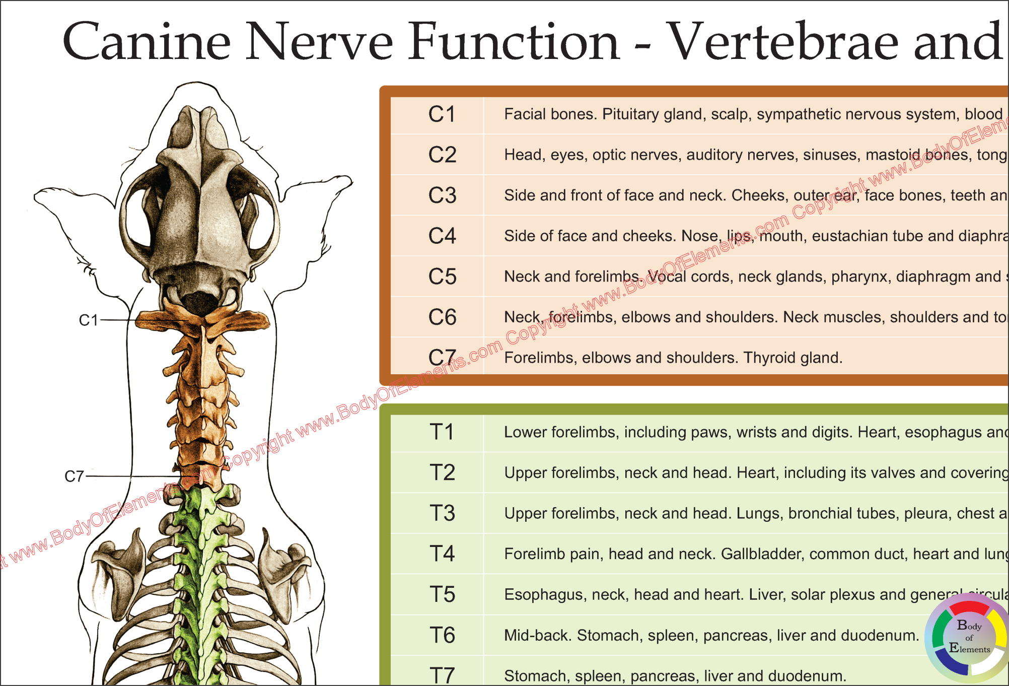 Dog Spinal Nerve Function Poster 18 X 24 Body Of Elements dog-spinal-nerve-function-poster-18-x-24-body-of-elements