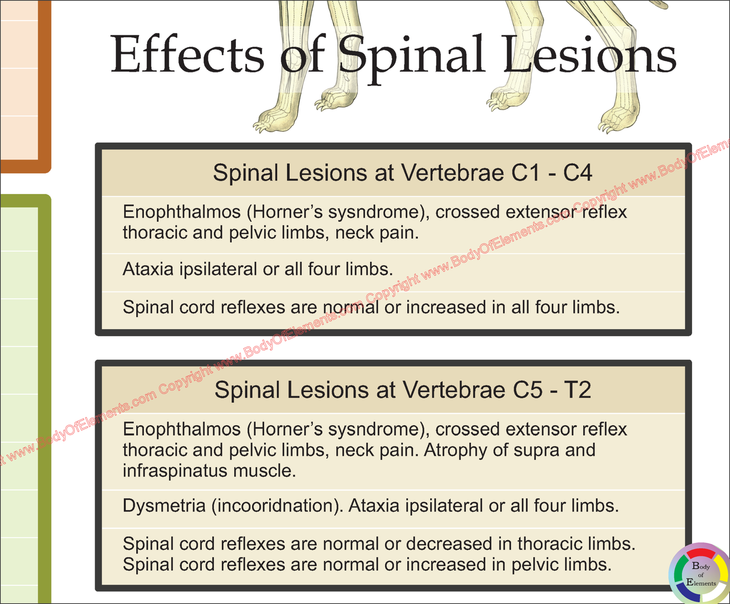 Canine spinal lesion symptoms cervical spine