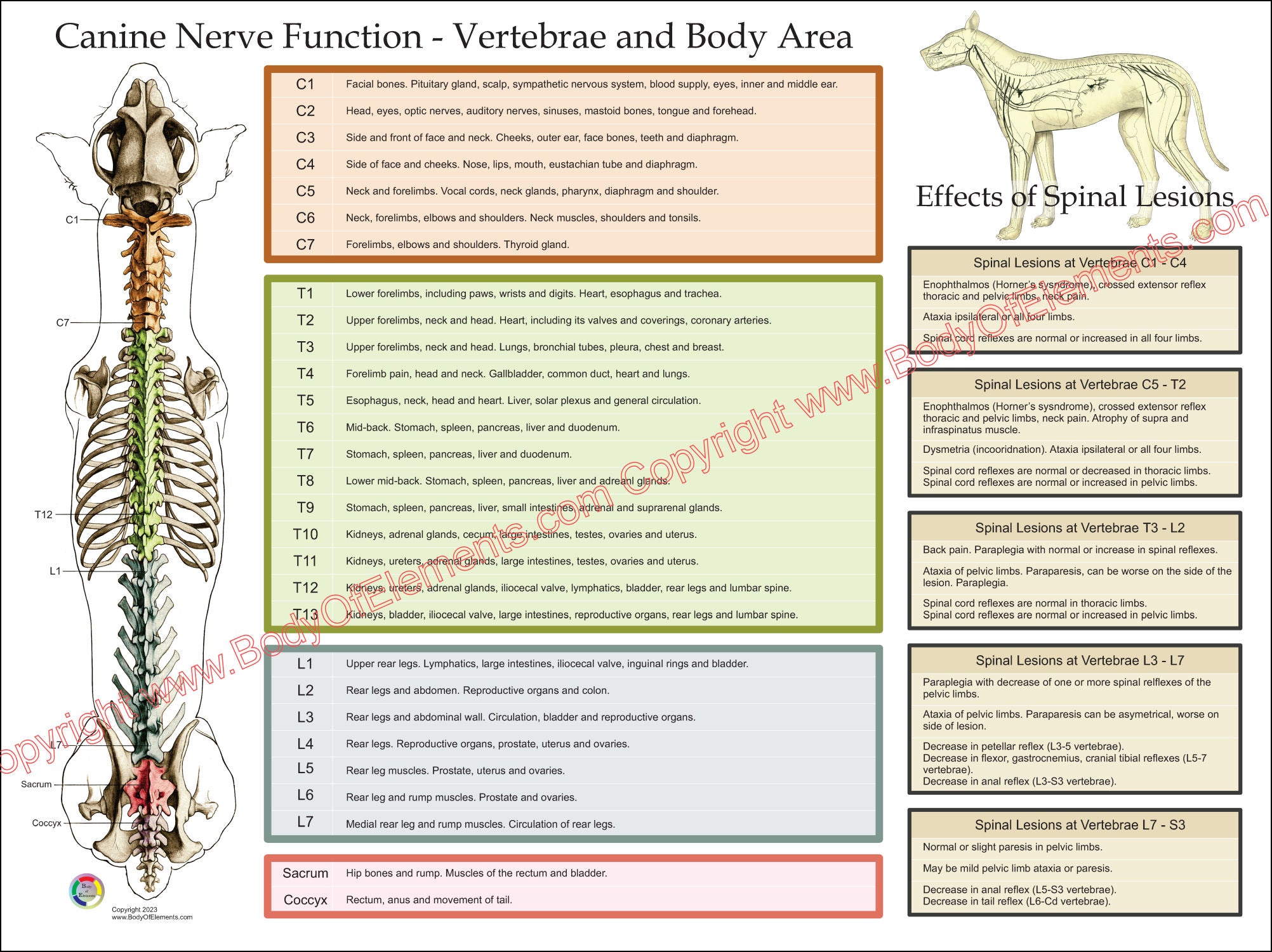 Dog Spinal Nerve Function Poster 18