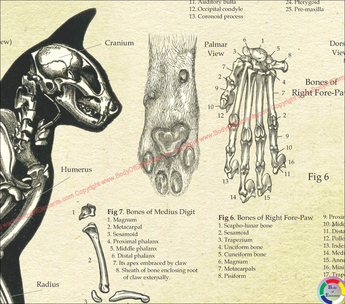 Bones of the cats paw anatomy poster
