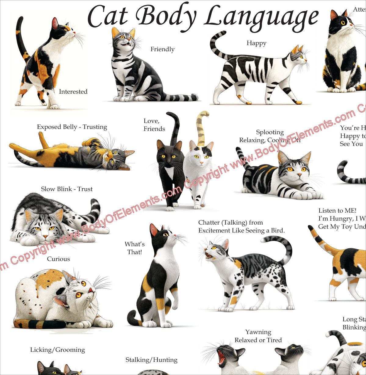 Cat Body Language Poster Illustrated Guide to Feline Emotions & Beha