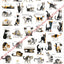 Cat Body Language Poster – Illustrated Guide to Feline Emotions & Behavior