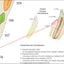 Cat dental fracture classification chart