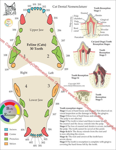 Cat dental nomenclature chart