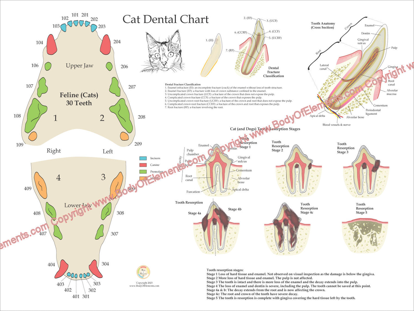 Cat Veterinary Dental Anatomy Poster 18" X 24"