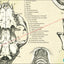 Cat Skull Anatomy Poster