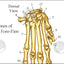 Cat Skeletal Skull Anatomy Charts