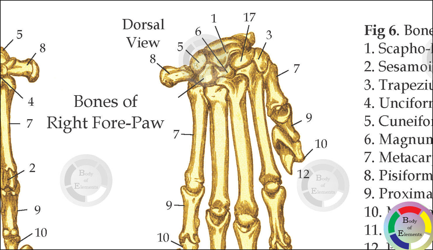 Cat Skeletal Skull Anatomy Charts