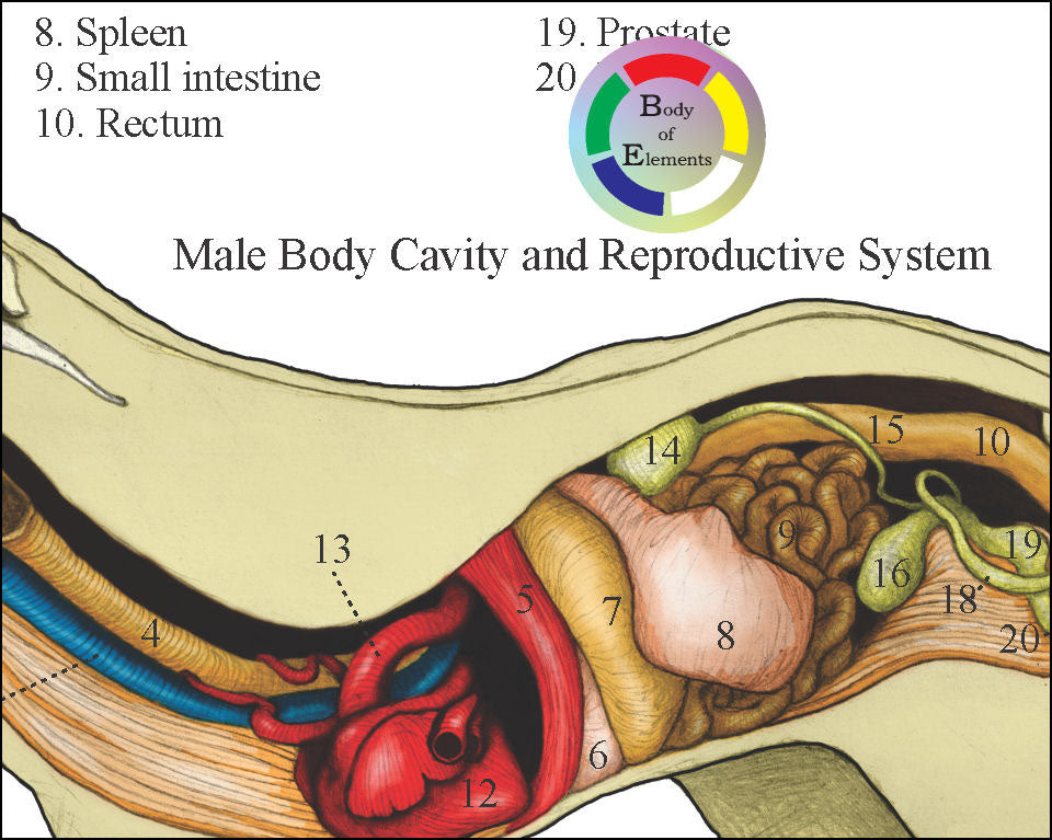 Cat Internal Anatomy Chart