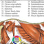 Cat Internal Anatomy Chart