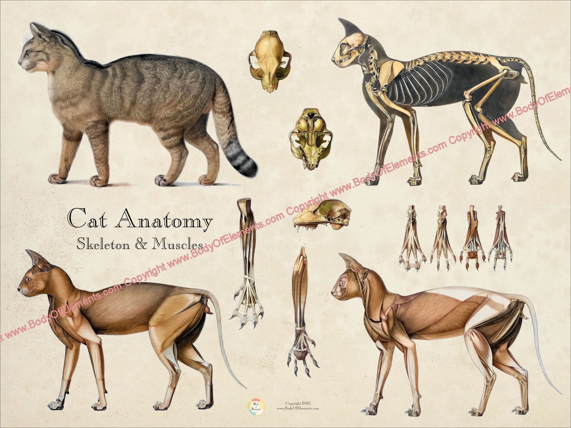 Cat skeletal and muscular anatomy poster