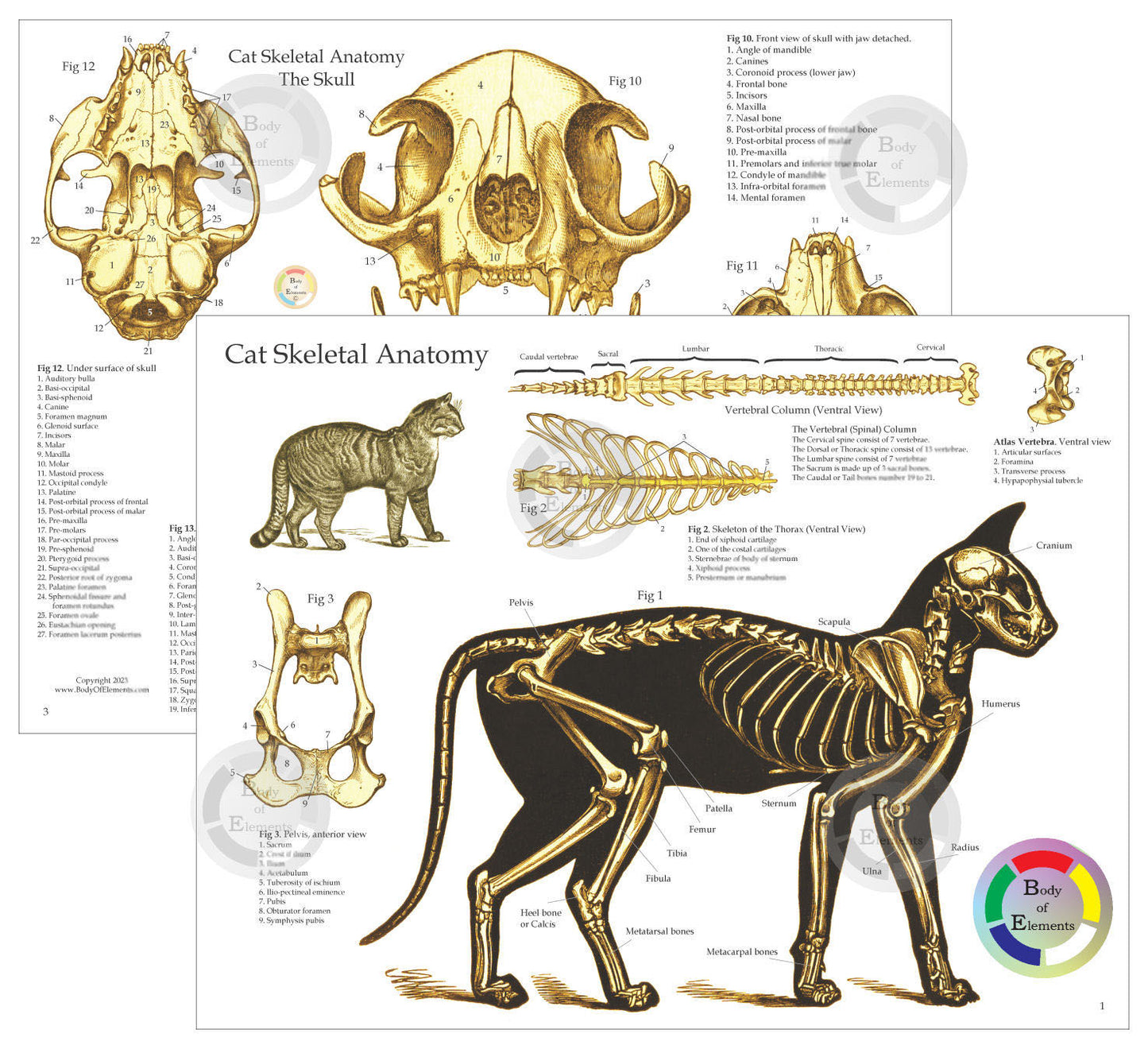 Cat Skeletal Skull Anatomy Charts