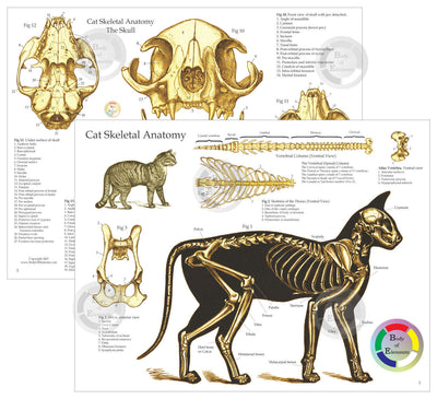 Cat Skeletal Skull Anatomy Charts