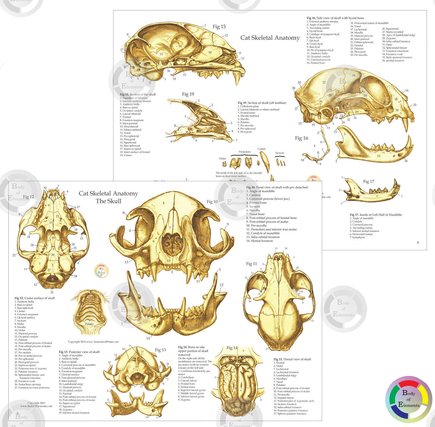 Cat Skeletal Skull Anatomy Charts