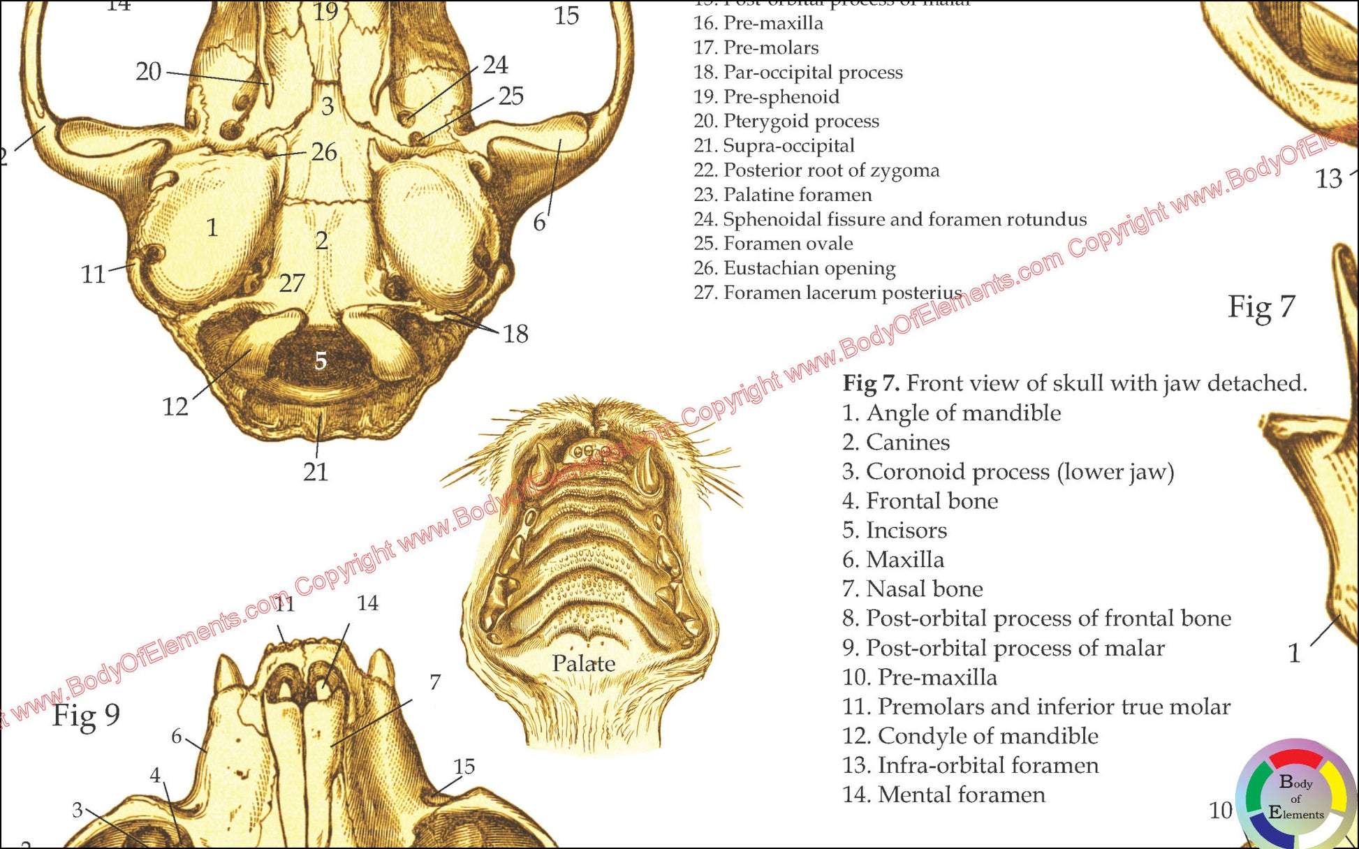 Bones of the cats skull anatomy chart
