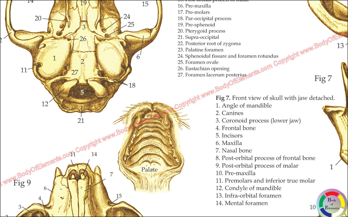 Normal Cat Skull Rads Cat Skull Anatomy Dorsal View Cat Skeleton Anatomy Anatomy Of A Cat