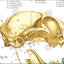 Cat Skeletal Skull Anatomy Charts