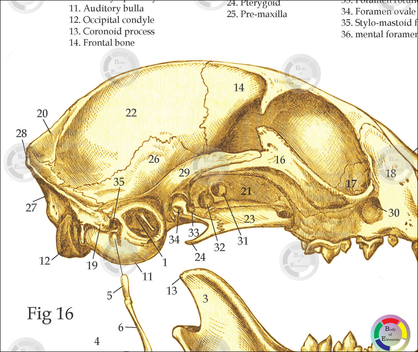 Cat Skeletal Skull Anatomy Charts