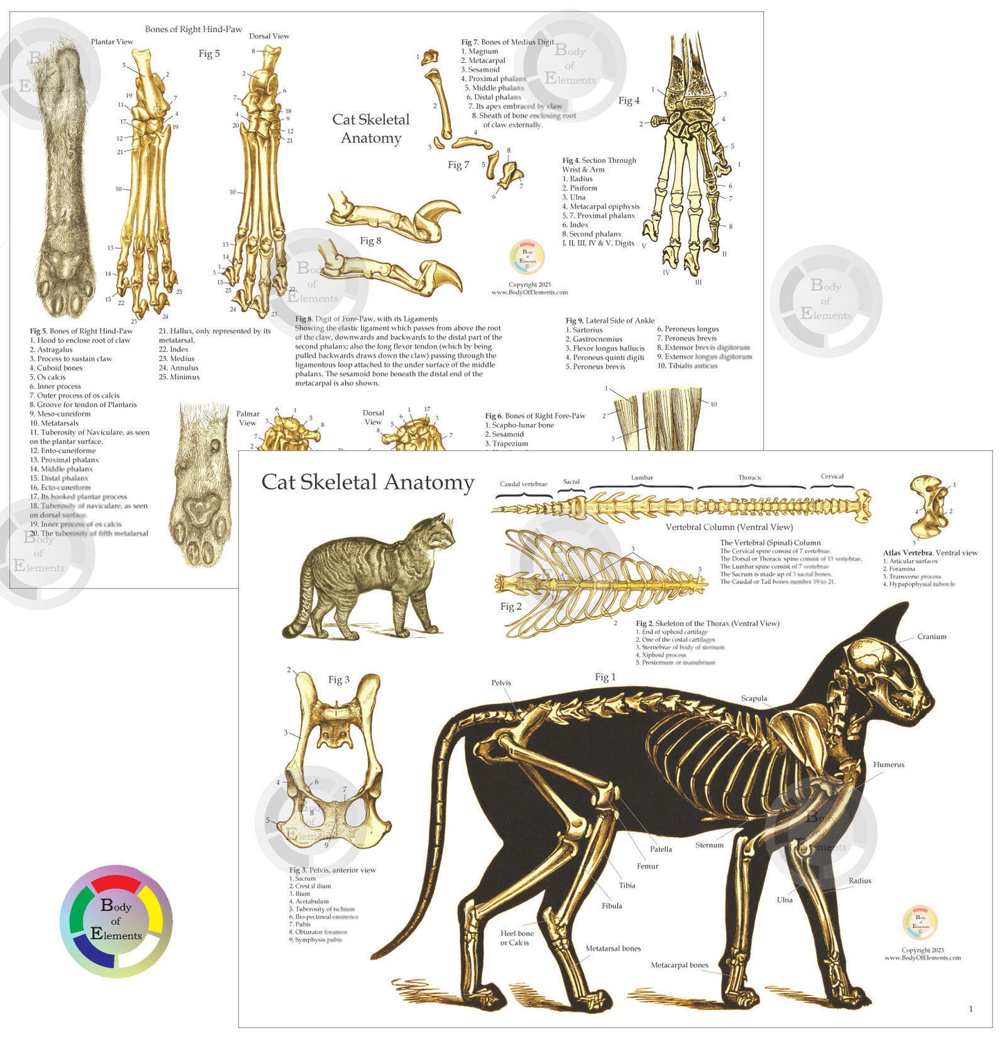 Cat Skeletal Skull Anatomy Charts