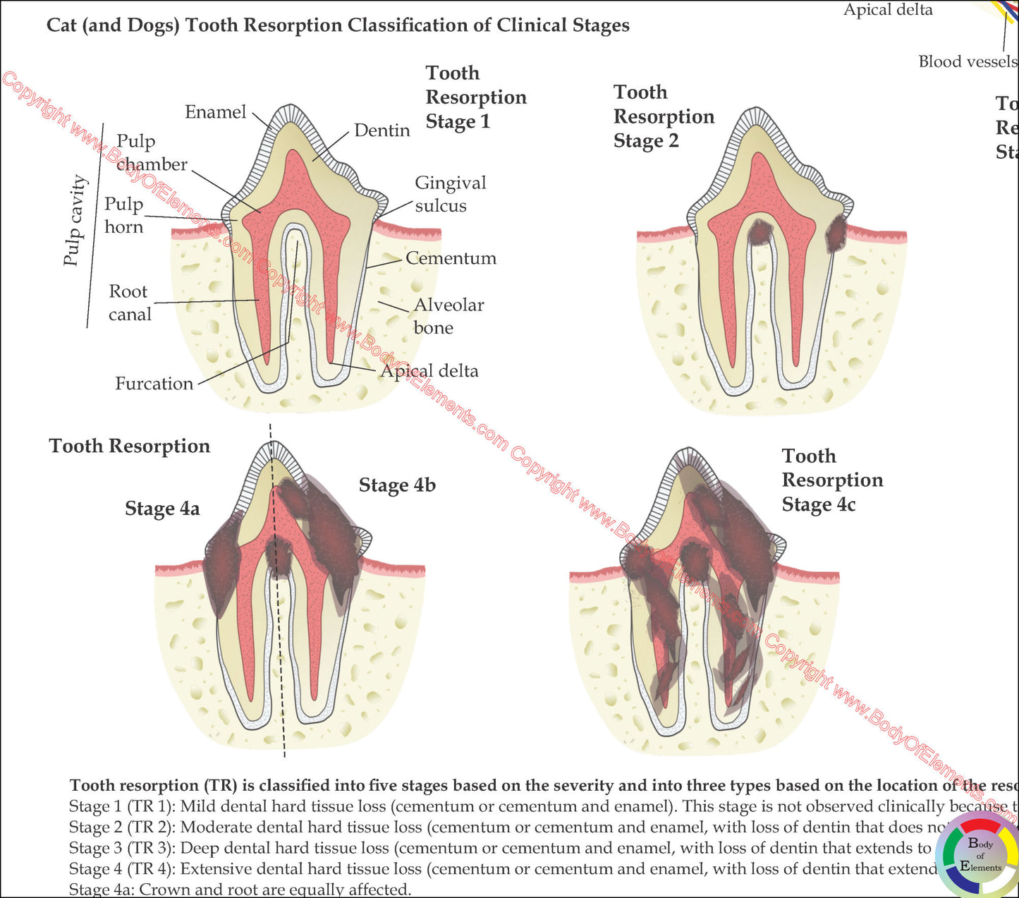 Cat Veterinary Dental Anatomy Poster 18