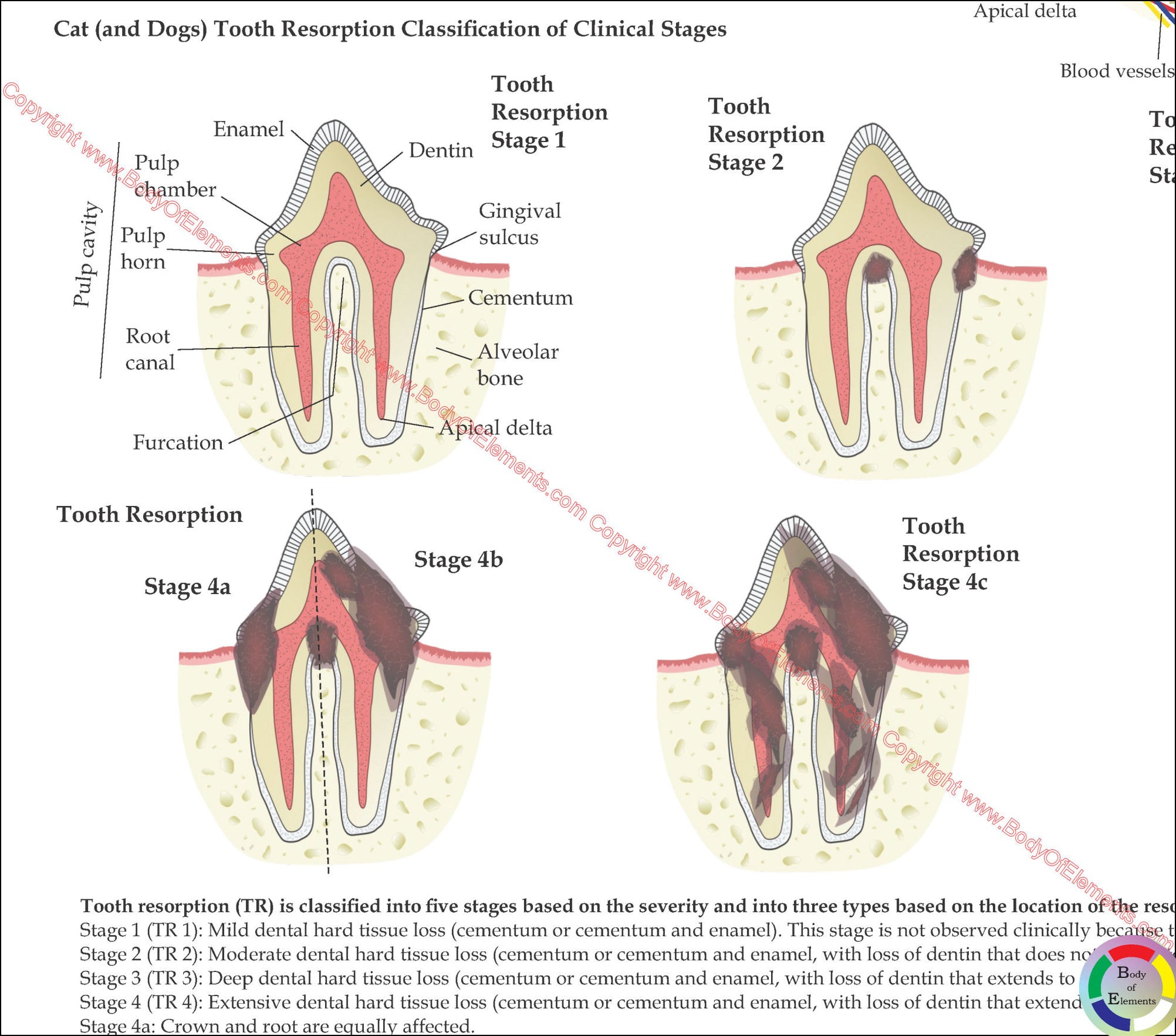 Cat tooth resorption stages dental wall chart
