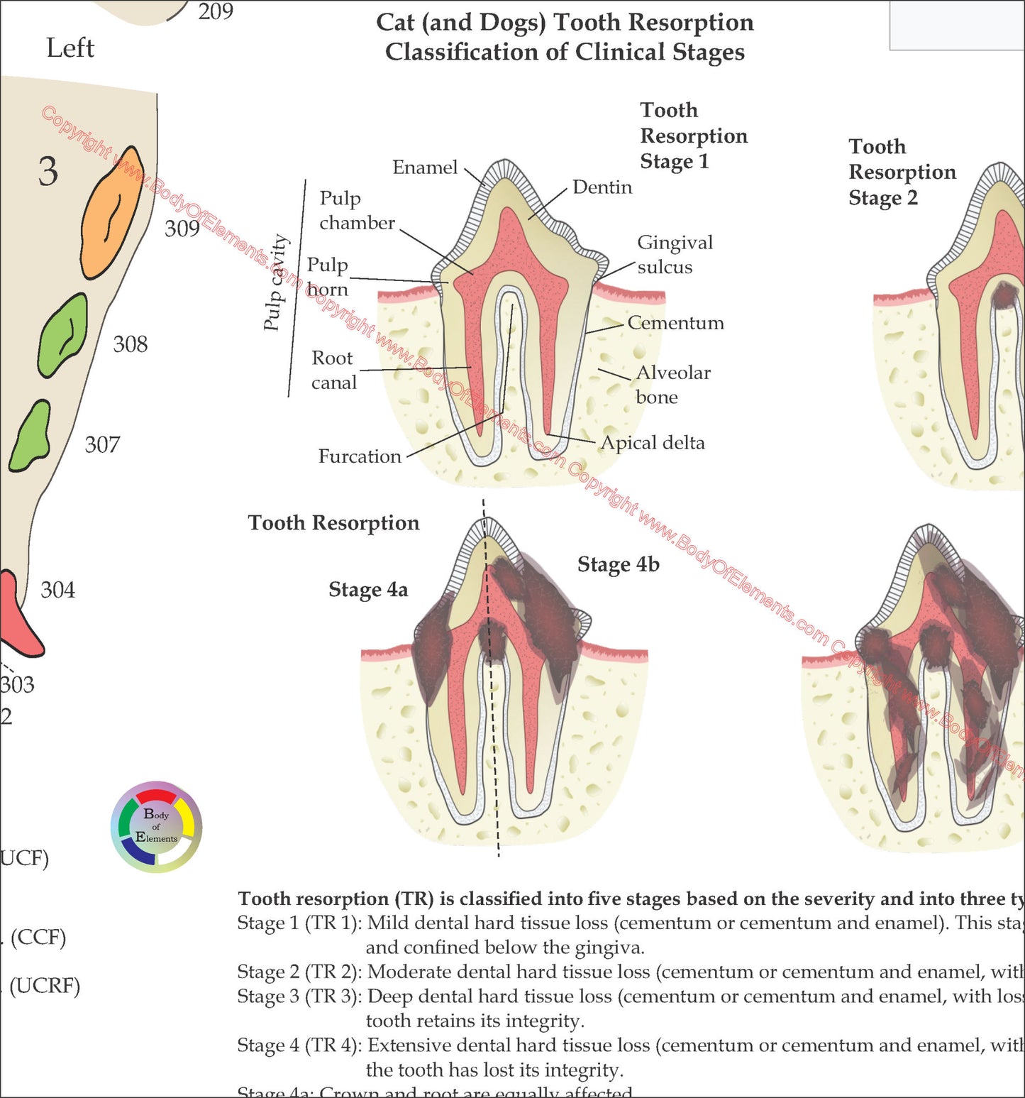 Cat tooth resorption classifications of clinical stages diagram