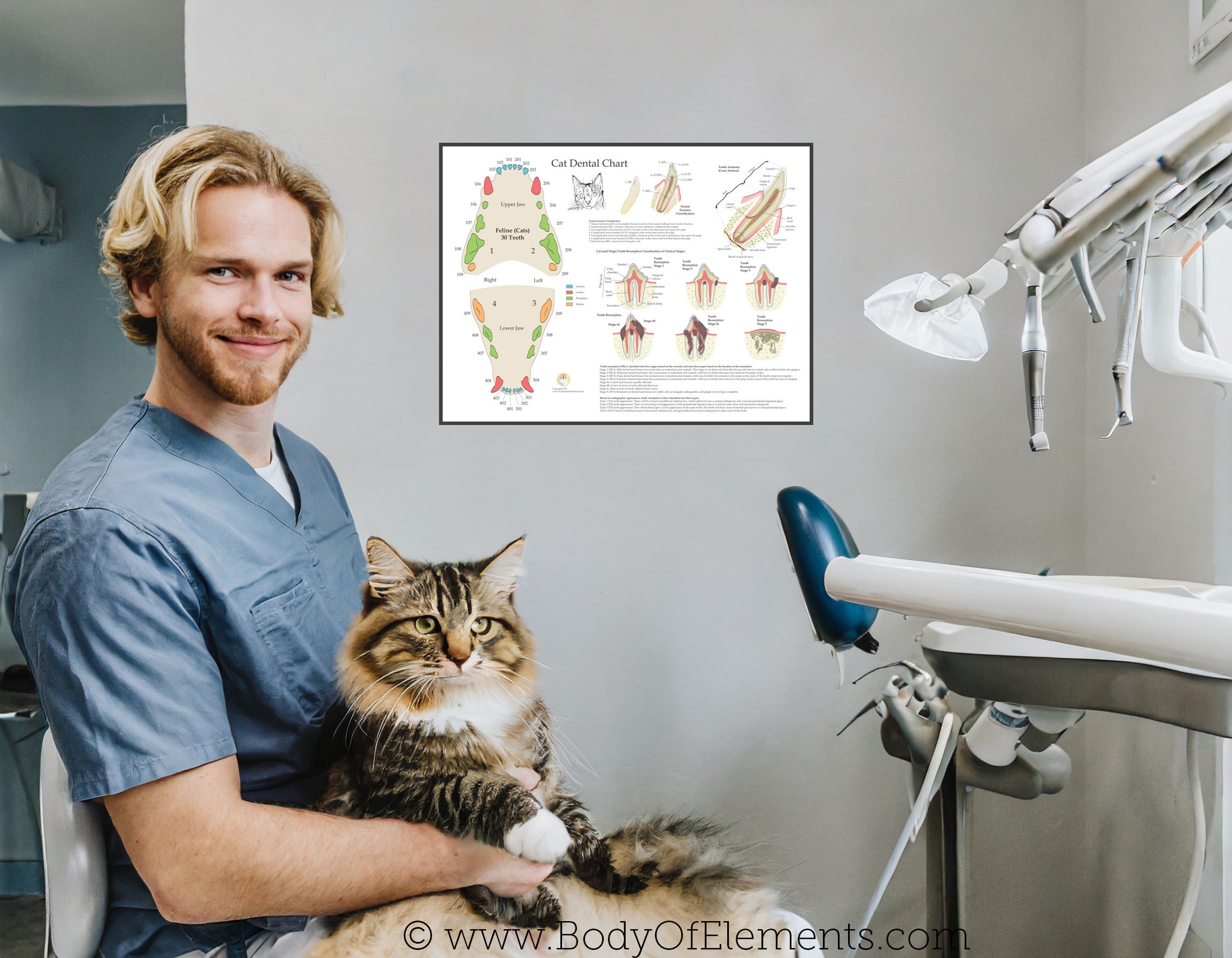 Cat Veterinary Dental Anatomy Poster 18" X 24" – Body Of Elements