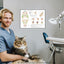 Veterinary clinic wall chart cat dental anatomy