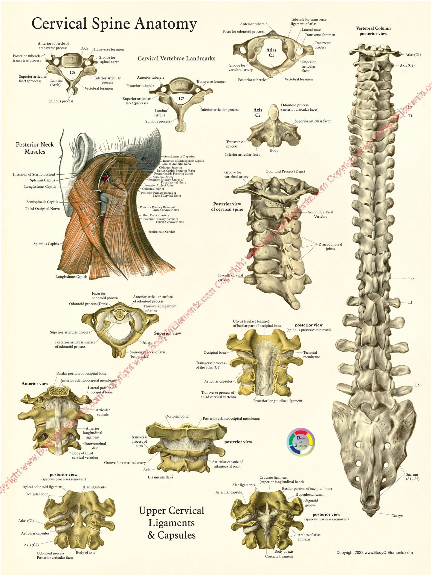 Cervical spine and ligament attachments wall chart
