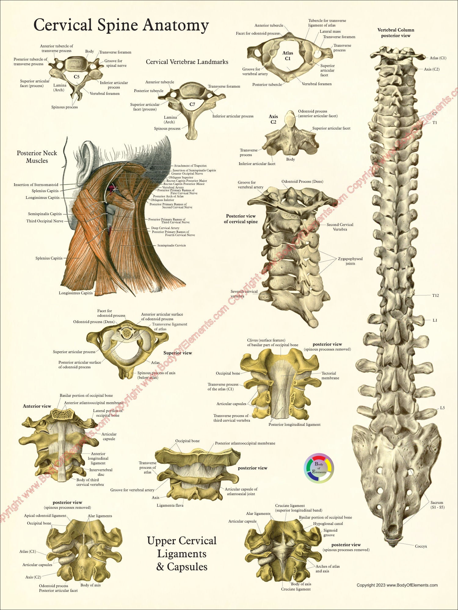 human spinal cord picture c1 to s5 vertebrae
