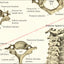 Bones of the human cervical spine