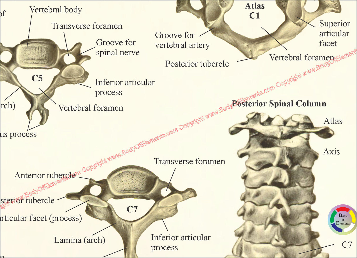 Bones of the human cervical spine
