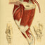 Horse Anatomy Illustrations Ephemera Digital Print Download