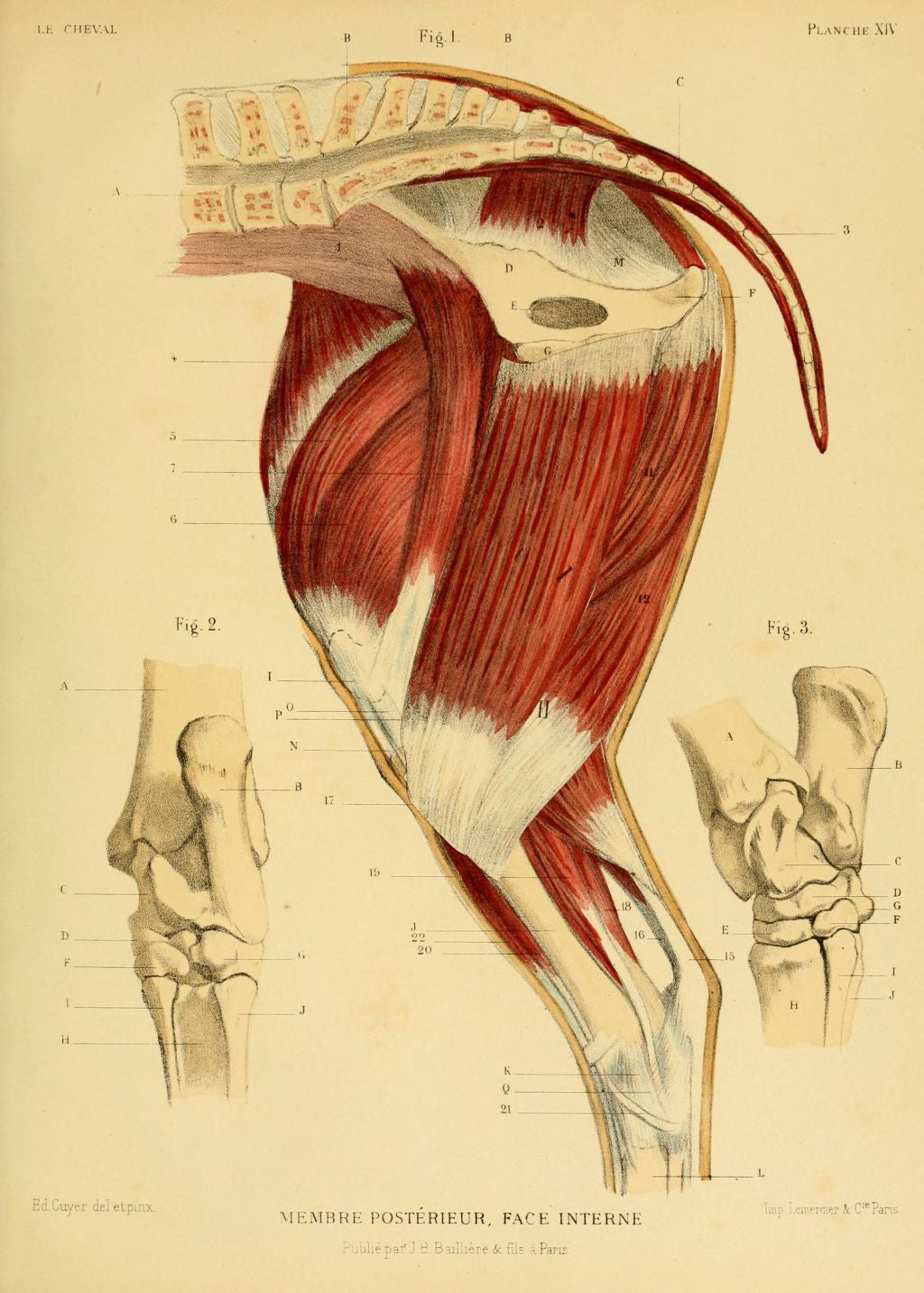 Horse Anatomy Illustrations Ephemera Digital Print Download