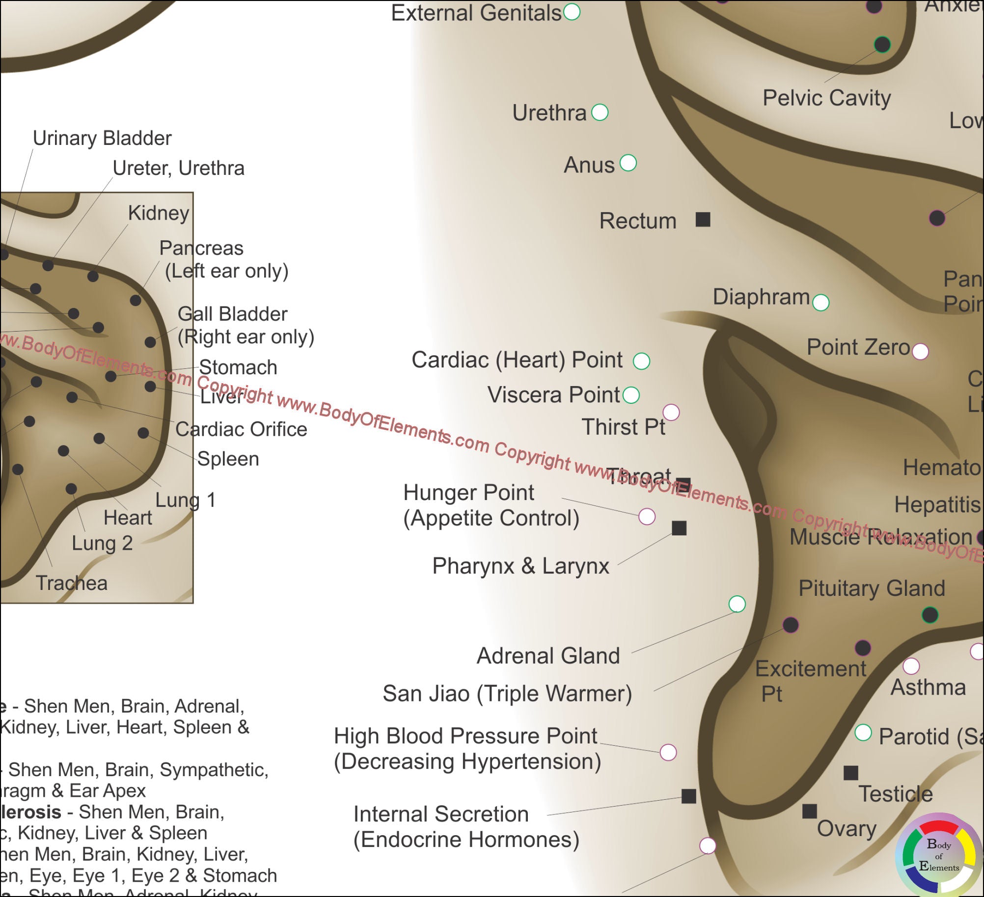 Chinese System Of Auricular Ear Acupuncture Poster – Body Of Elements