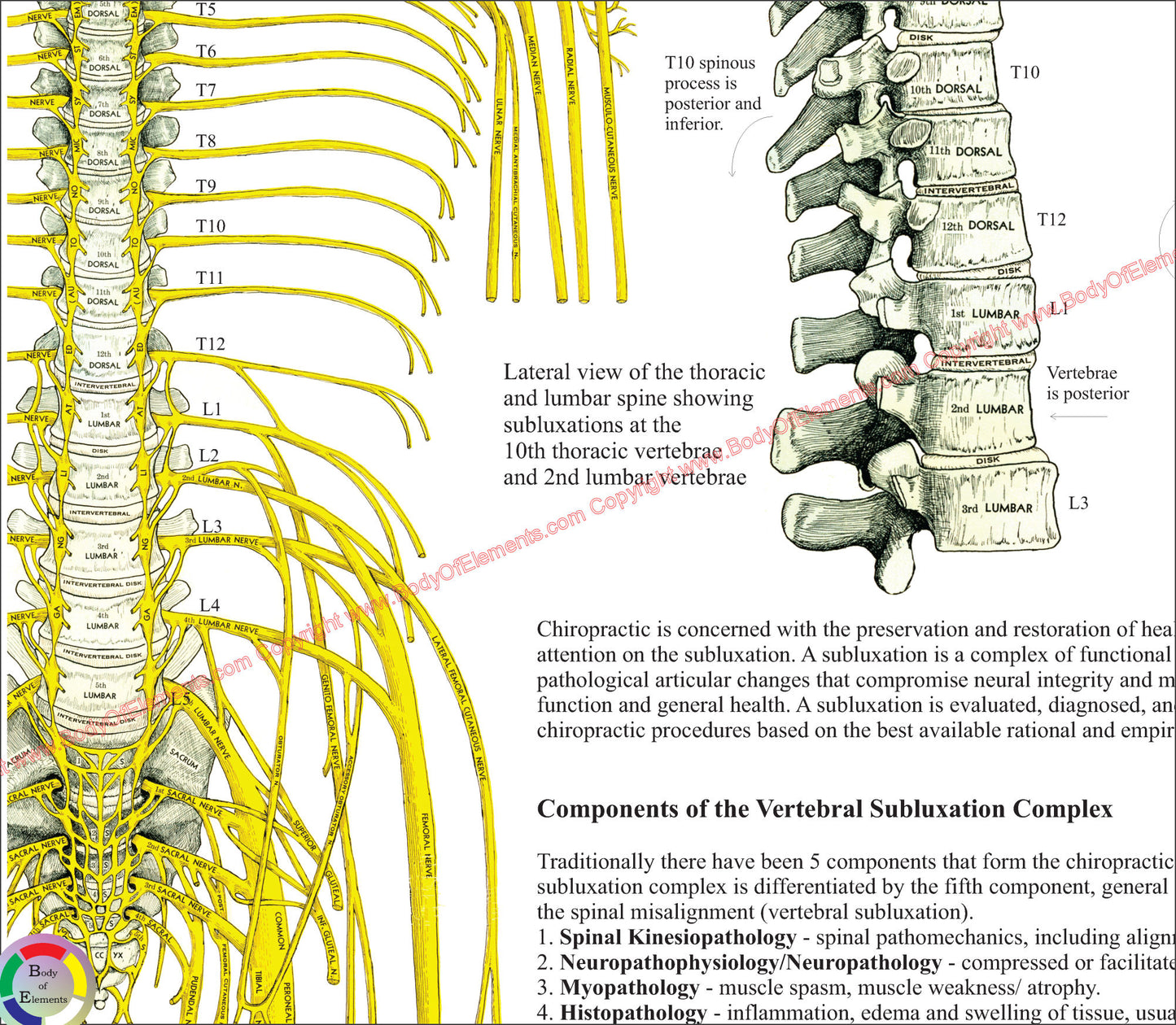 Spinal nerves and subluxations poster