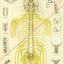 Spinal nerves subluxations chiropractic chart
