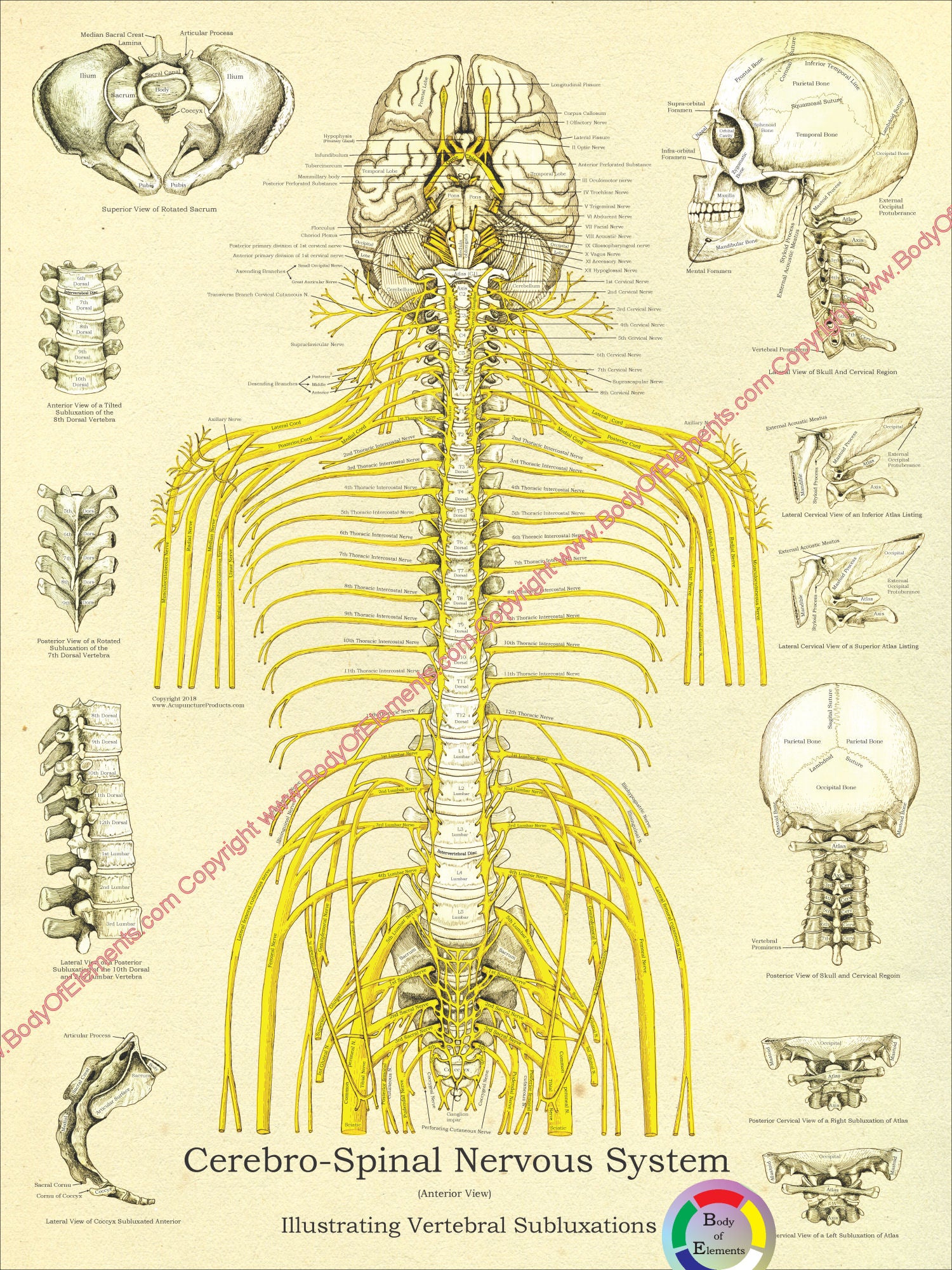 Spinal nerves subluxations chiropractic chart