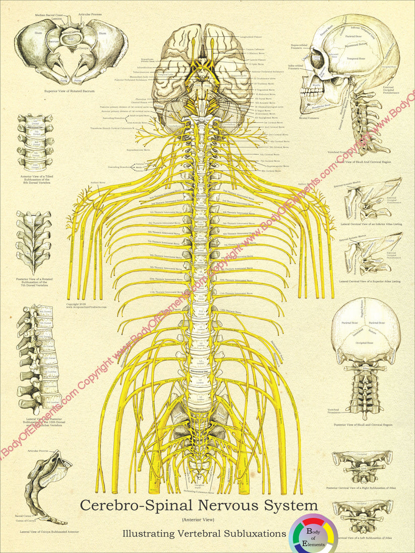 Chiropractic Spinal Nerves and Subluxations Poster – Body of Elements