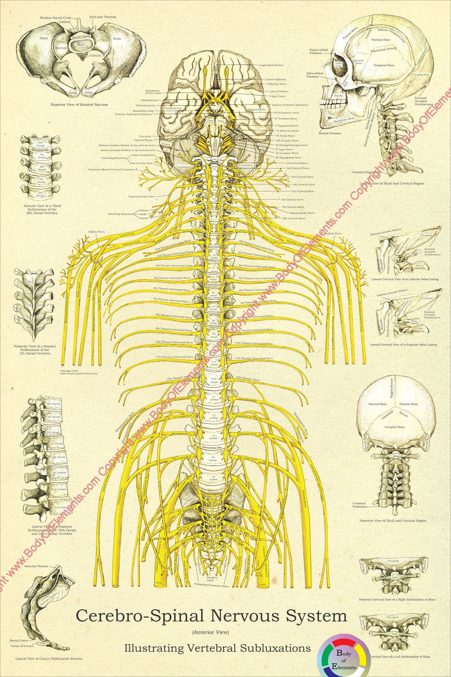 Spinal nerves subluxations chiropractic poster