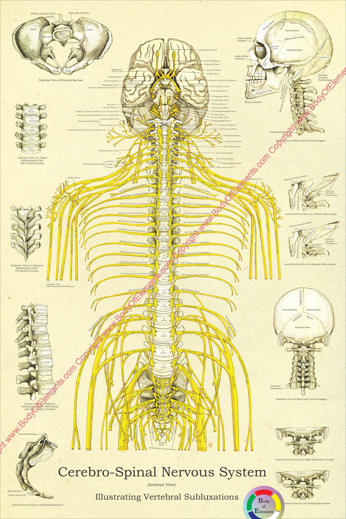 Chiropractic Spinal Nerves and Subluxations Poster – Body of Elements