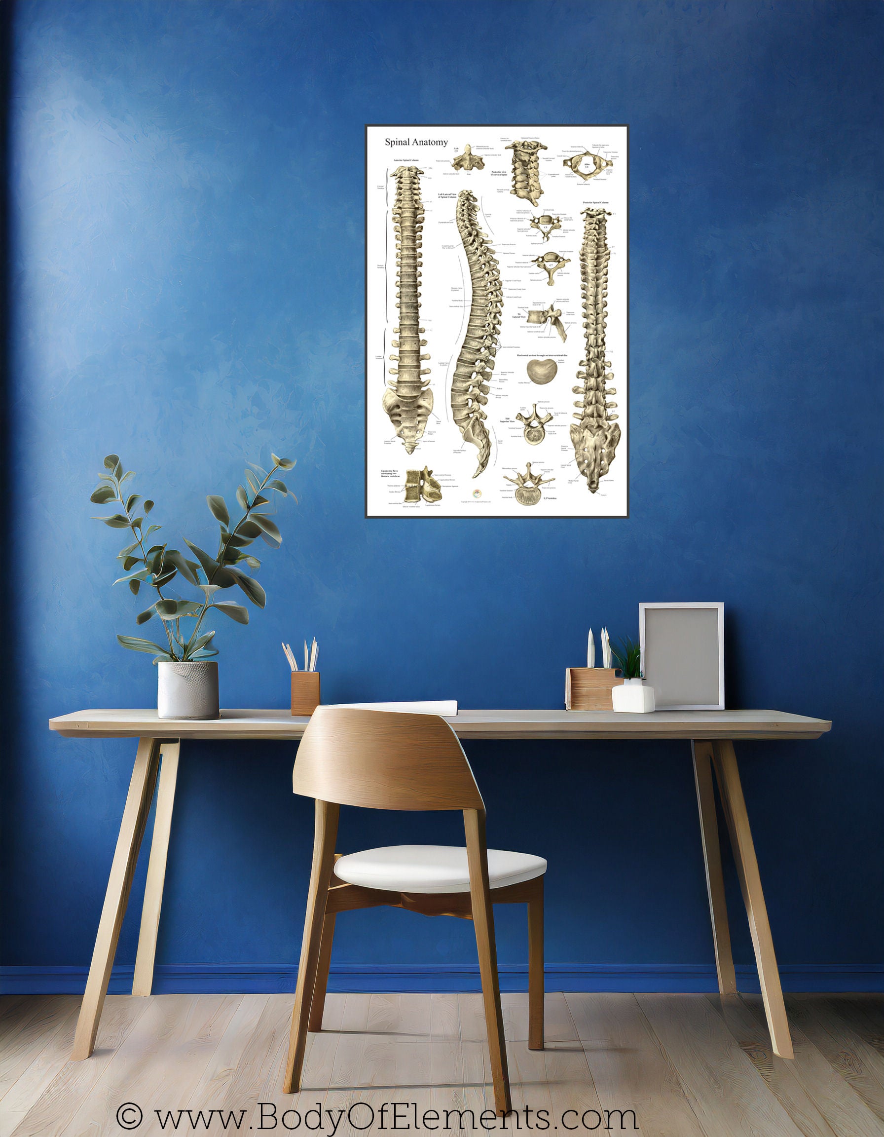 Human spine anatomy wall chart