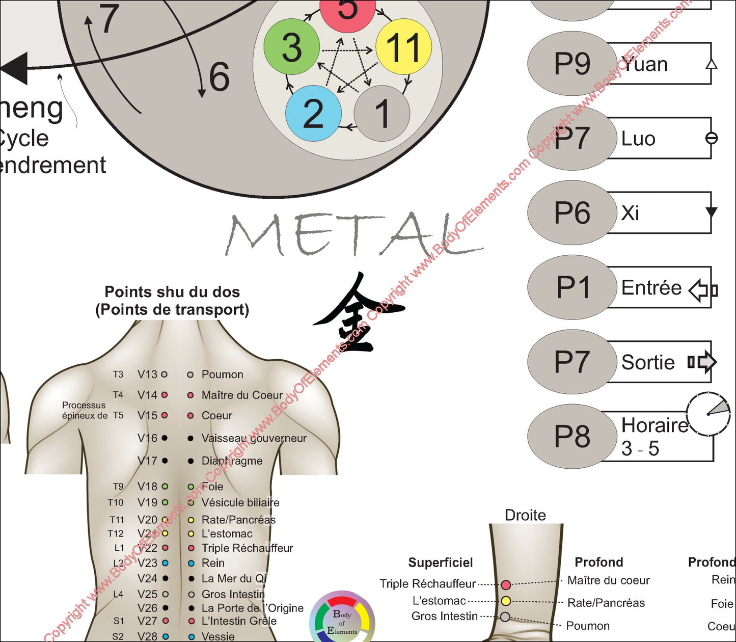 French Five Elements of Acupuncture Points Poster