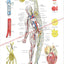 Arteries veins lymphatics poster
