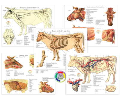 Anatomical chart of a cow's nervous system, bones, and other systems on a white background.